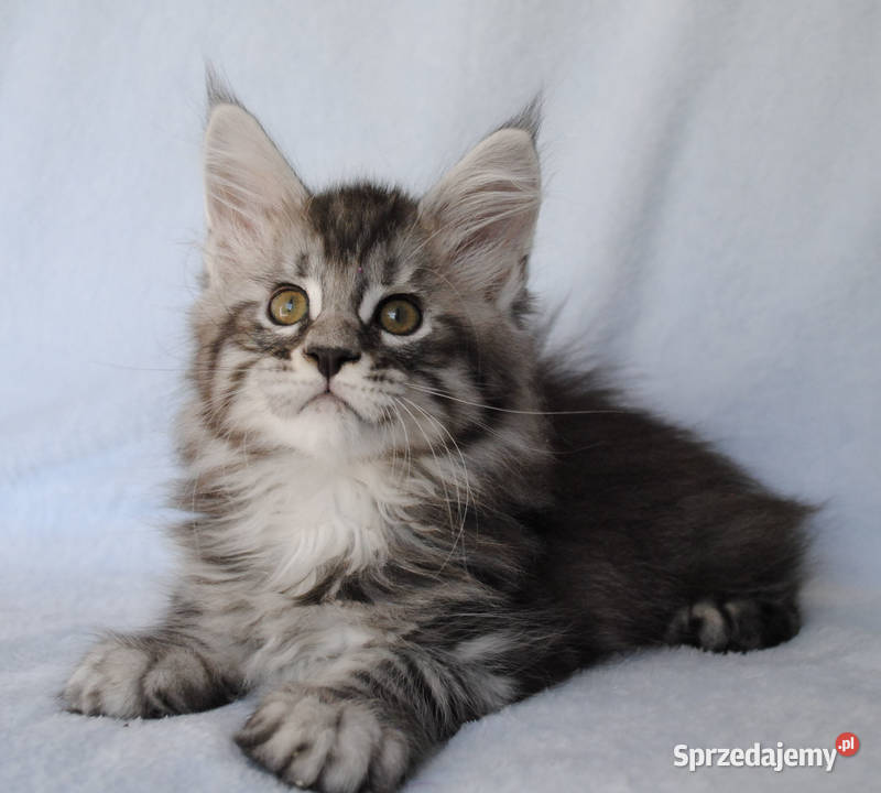 Piękny i duży kocurek maine coon Brzezia Łąka