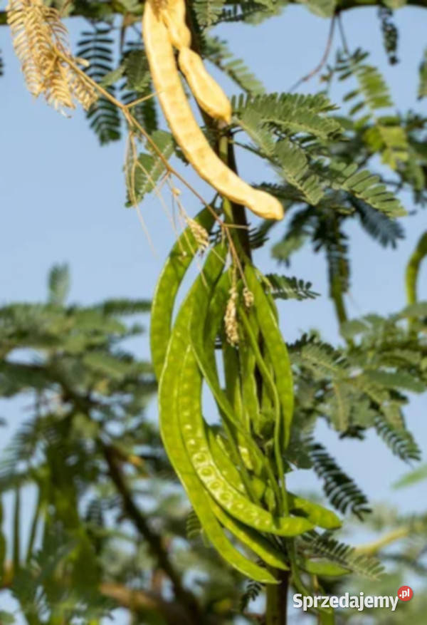 PROSOPIS CINERARIA Prosopis cineraria NASIONA Lubanie