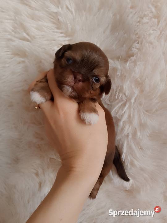 Piękna czekoladowo złota suczka ShihTzu szuka Namysłów