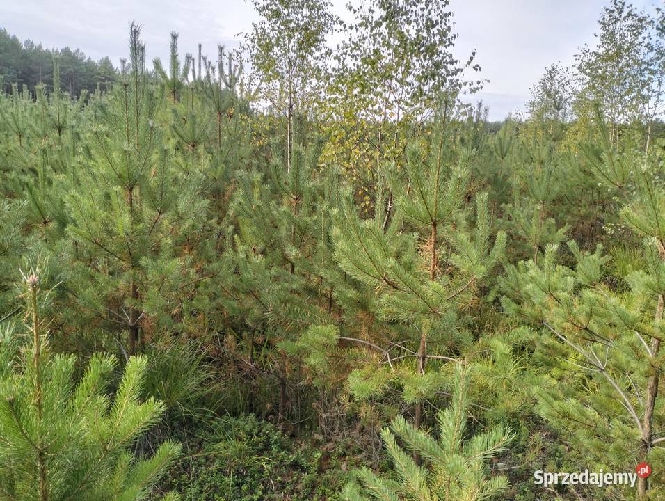 Działka Leśna 455 ha z Sosnowym Lasem Idealne świętokrzyskie Psary-Kolonia sprzedam