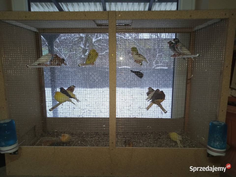 Ptaki Drobna Egzotyka mazowieckie Lucin