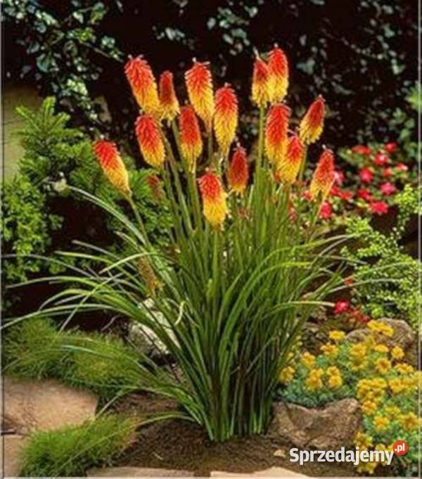 TRYTOMA GRONIASTA Kniphofia sadzonki w Ustronie sprzedam