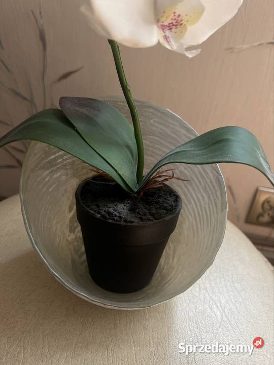 Piękna orchidea Kompozycje kwiatowe lubuskie Żary