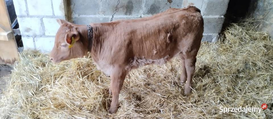 Cielaki dwie sztuki lubelskie Tuczna