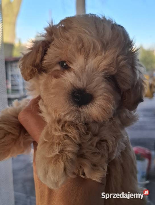 Maltipoo 10tyggotowe do nowego domuinteligencja Łowicz