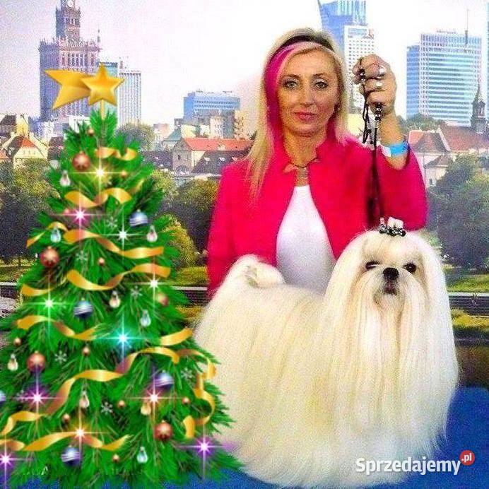 maltańczyki koreańskie szczenięta z rodowodem kujawsko-pomorskie Bydgoszcz