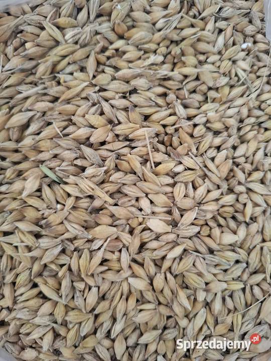 Jęczmień paszowy Poryte