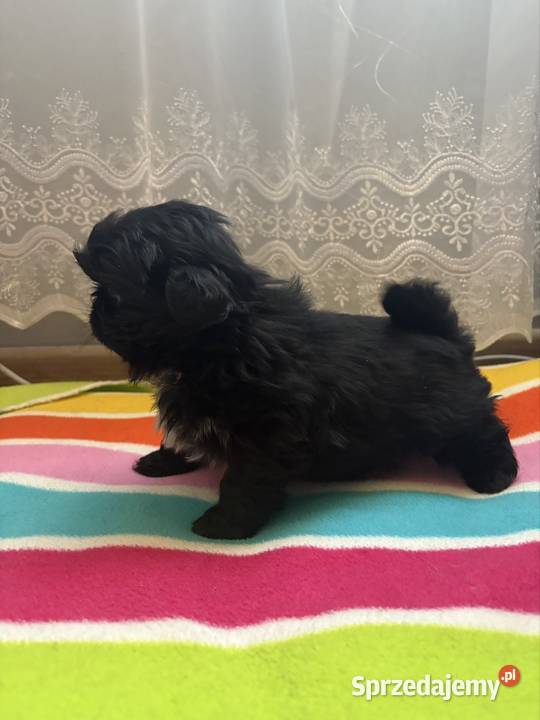 Piesek pekińczyk sprzedam