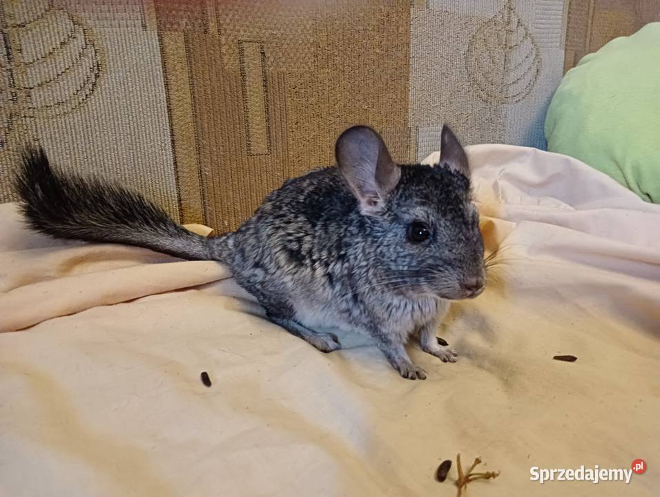 Sprzedam szynszyle Gryzonie Zwierzęta Ełk