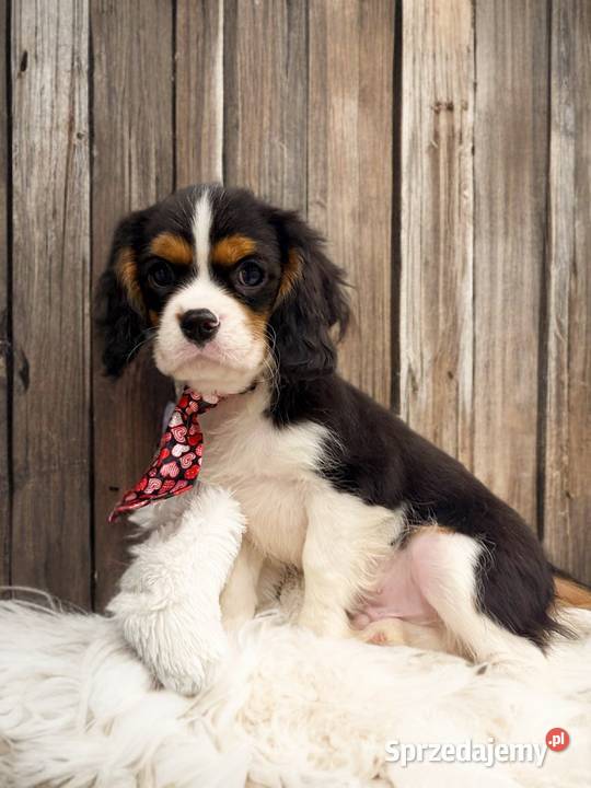 BENJI Piesek Cavalier King Charles Spaniel sprzedam