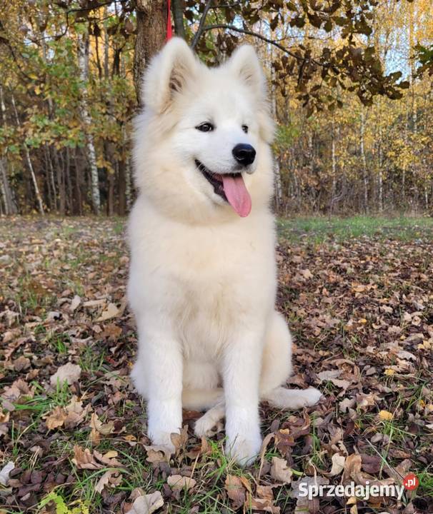 Samojed piesek 5mcy Championie Polski Psy Halinów