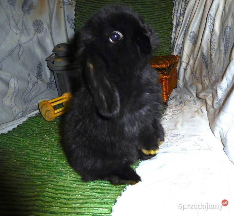 Piękne króliczki Mini Lop Zwierzęta