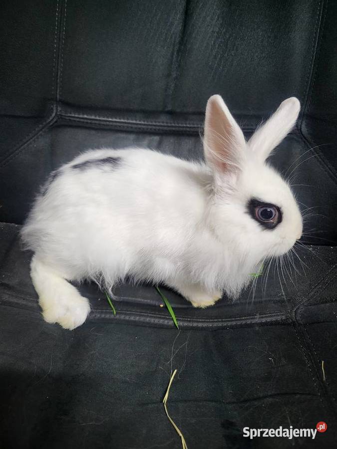 Króliczek miniaturka chłopczyk Gryzonie Wrocław