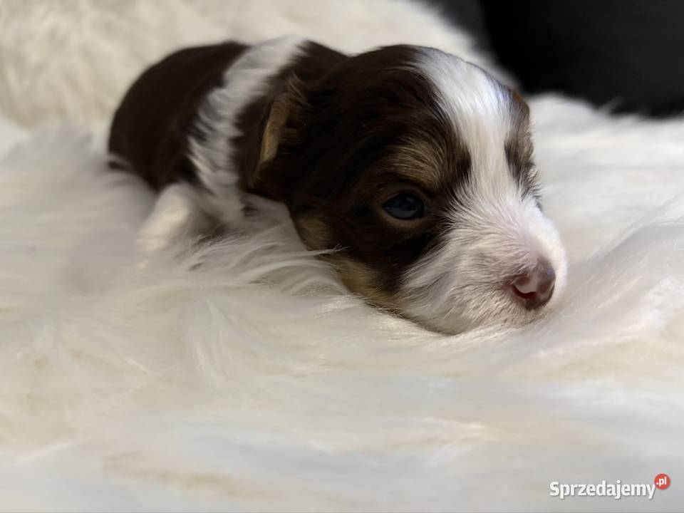 Do Rezerwacji Monte Yorkshire Terier Brio Konin sprzedam