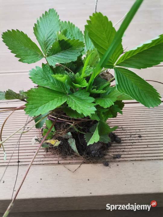 Sadzonki Poziomki rozłogowej szybko Jaworzno sprzedam