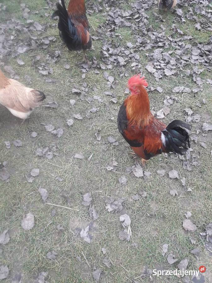 Kogut zielononżek i liliputy zielononżki