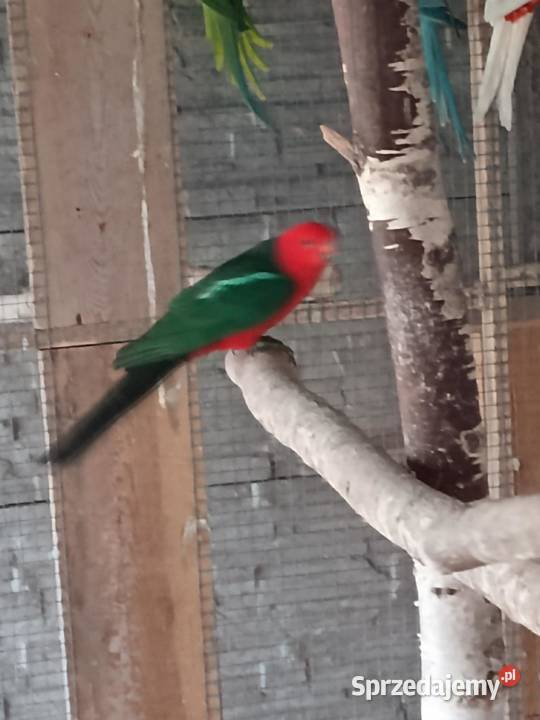 Szkarłatka śląskie Kuźnia Raciborska