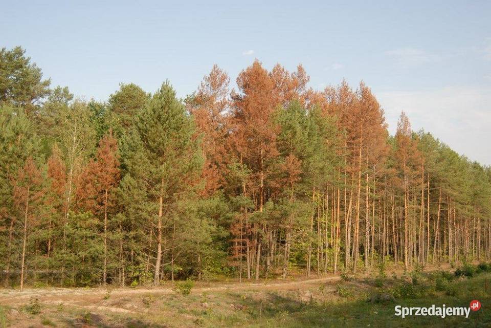 Wycinka drzew i krzewów wyrywanie i utylizacja prace ogrodowe