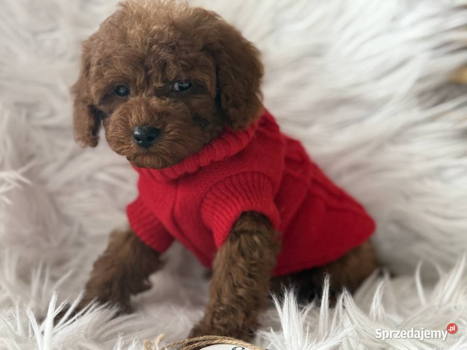 Pudel Toy szczeniak piesek sunia małopolskie Polanka Wielka