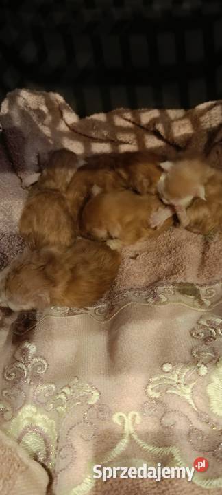 zapowiedź miotu Maine Coon Starogard Gdański