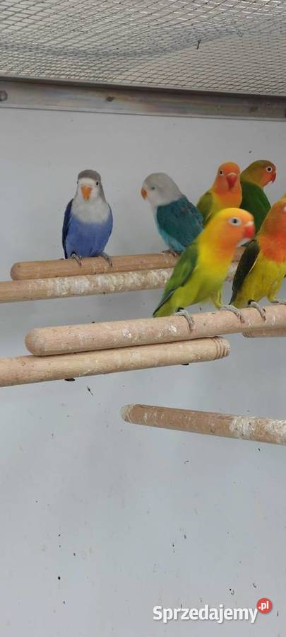 Papugi nierozłaczki