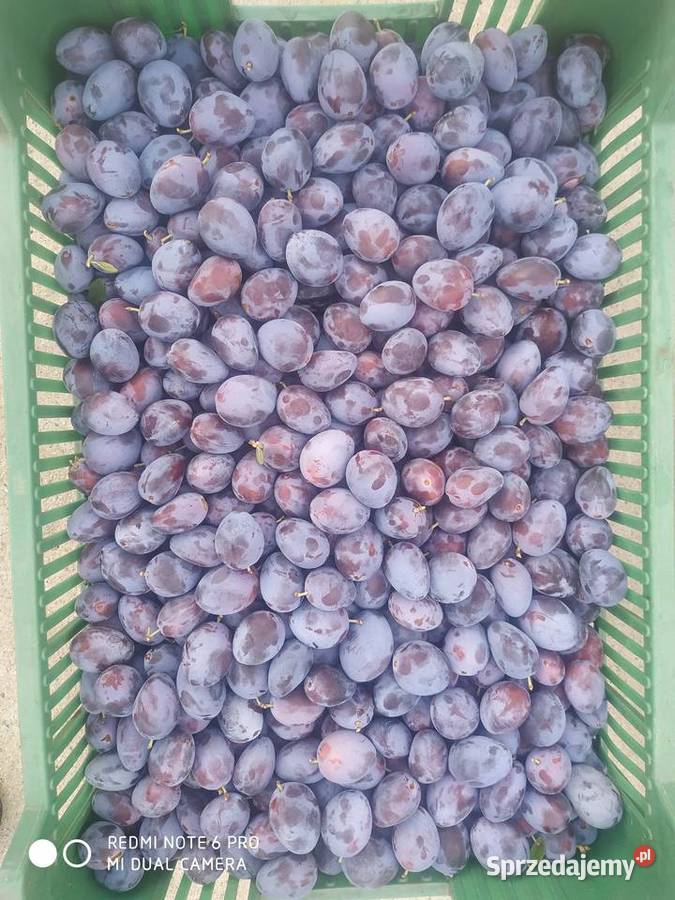 Sprzedam śliwki węgierki Tęgoborze