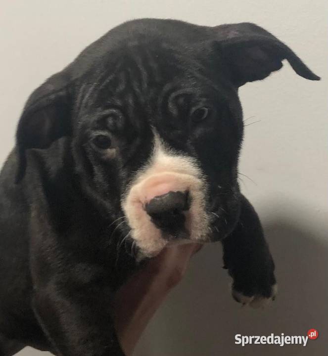 American Bully xl Pozostałe Kaźmierzewo