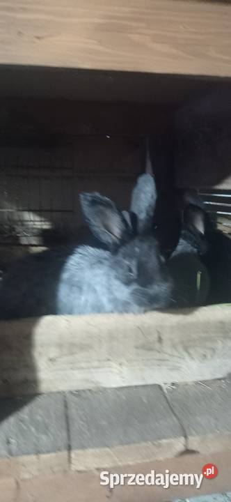 Króliki WJS lubelskie Michów sprzedam