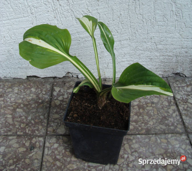 FUNKIA MEDIOVARIEGATA Hosta sadzonki w