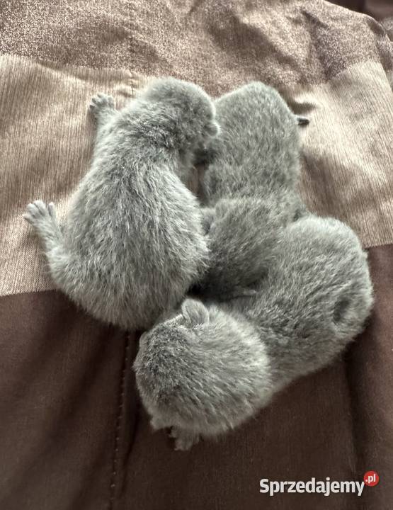 Kocięta rosyjskie niebieskie Gniezno