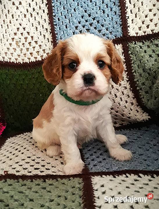 Chłopczyk Cavalier king charles spaniel Cavalier King Charles Spaniel Rzeszów