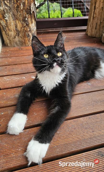 Czarno biały kocurek Maine Coon FPL Gdańsk
