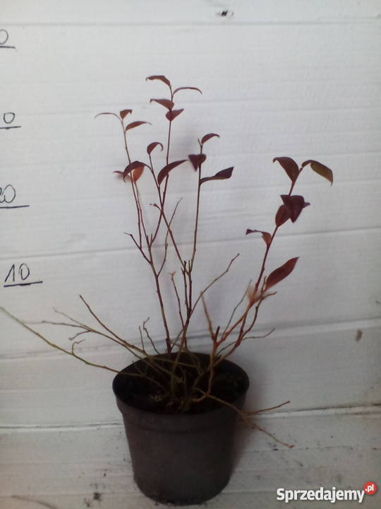 sadzonki borówki amerykańskiej 2L Zgierz sprzedam