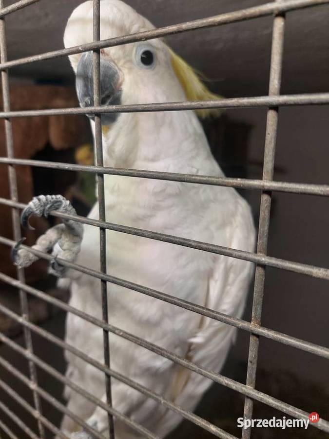 Kakadu źółtoczube Grodzisk Wielkopolski
