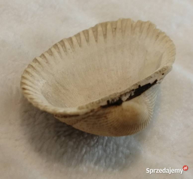Muszla 35 68 Kreatywne Czeladź