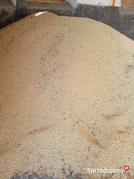 Soja dolnośląskie Dzierżoniów sprzedam