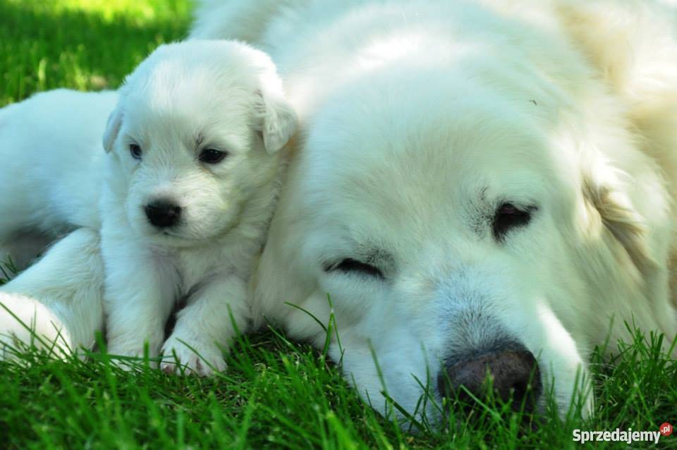 Owczarek podhalański ZkwP FCI szczeniaki Nałęczów