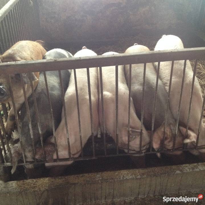 Sprzedam świnie lubelskie Wojcieszków