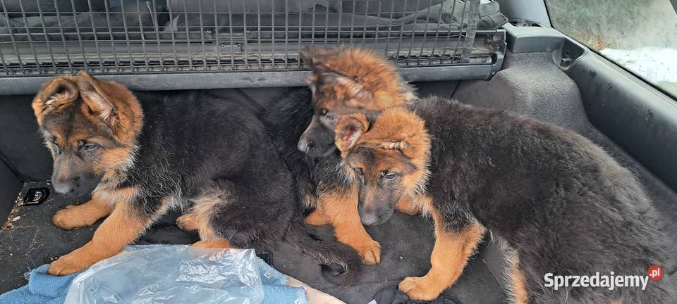 Szeniaki owczarek niemiecki Owczarek