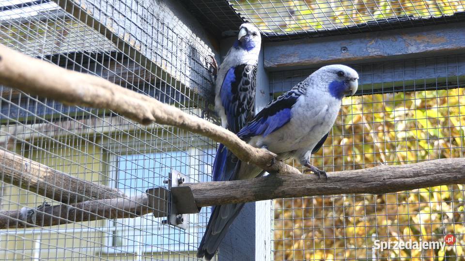 Rozella królewska niebieska łódzkie Zelów