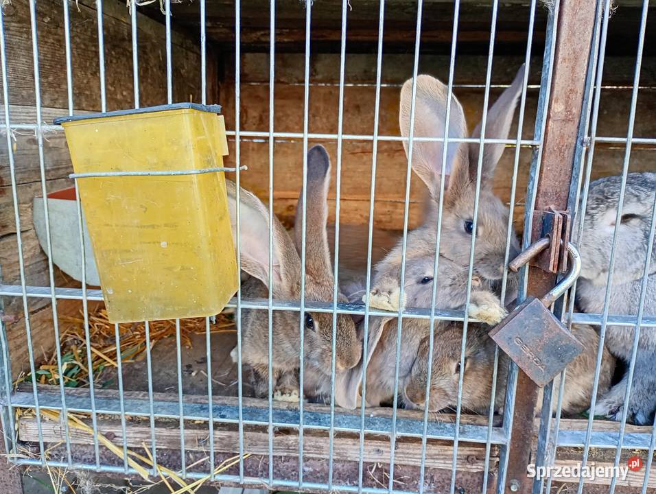 Kroliki kujawsko-pomorskie Wielka Łąka sprzedam