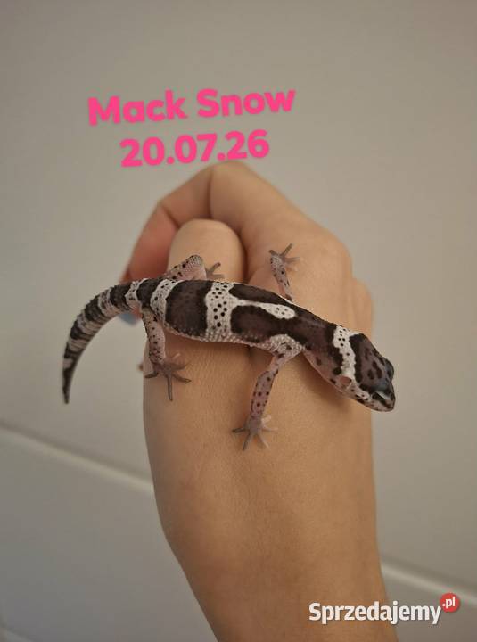 Gekony Lamparcie Mack Snow Mack Snow Tangerine Ruda Śląska