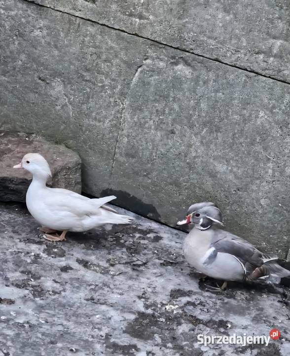 Kaczki karolinkipara aleksandreta samica paw Leszno