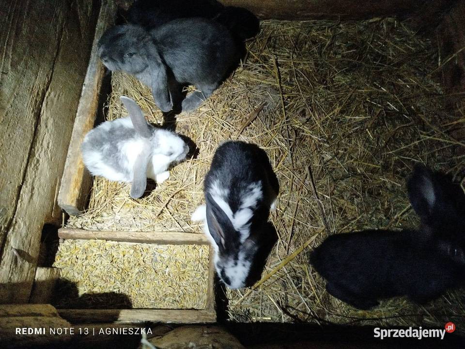 Króliki rasowe i hodowlane