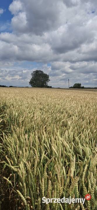 Sprzedam pszenice pallas Zboża Kulik-Kolonia