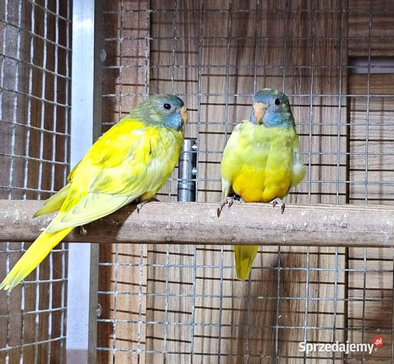 Łąkówki wspaniałe łąkówka papuga wielkopolskie Oborniki