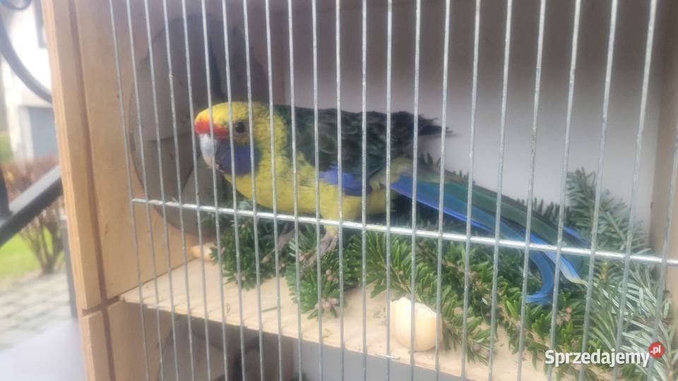 Rozella kaledońska samica Ptaki Wieliczka