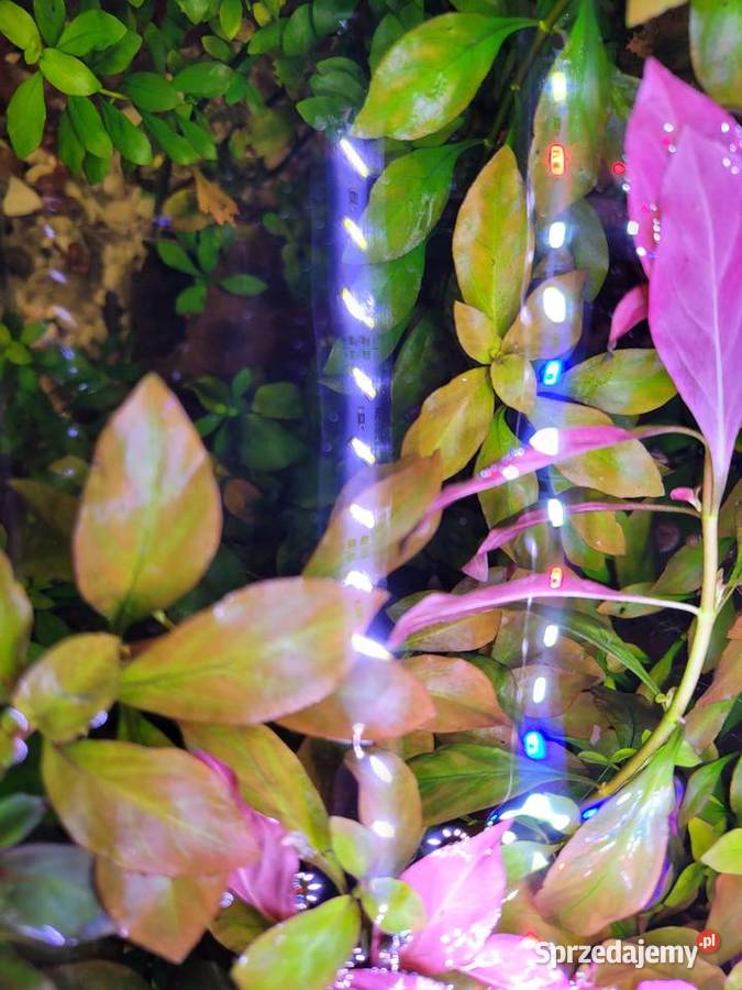 Ludwigia czerwona roślina akwariowa Lublin
