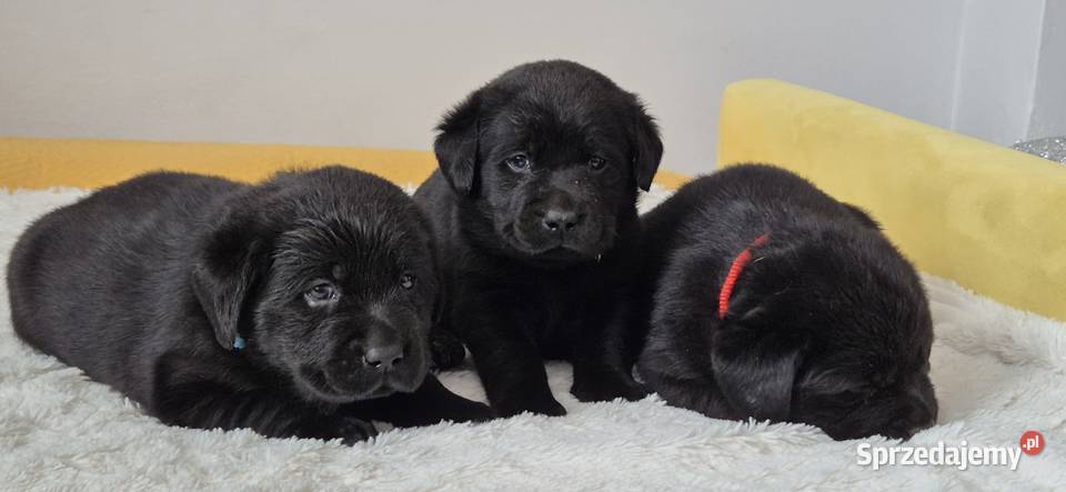 Labrador retriever czarny piesek mazowieckie Pasztowa Wola