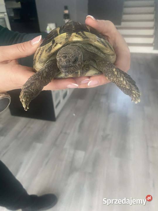Żółw grecki Oświęcim